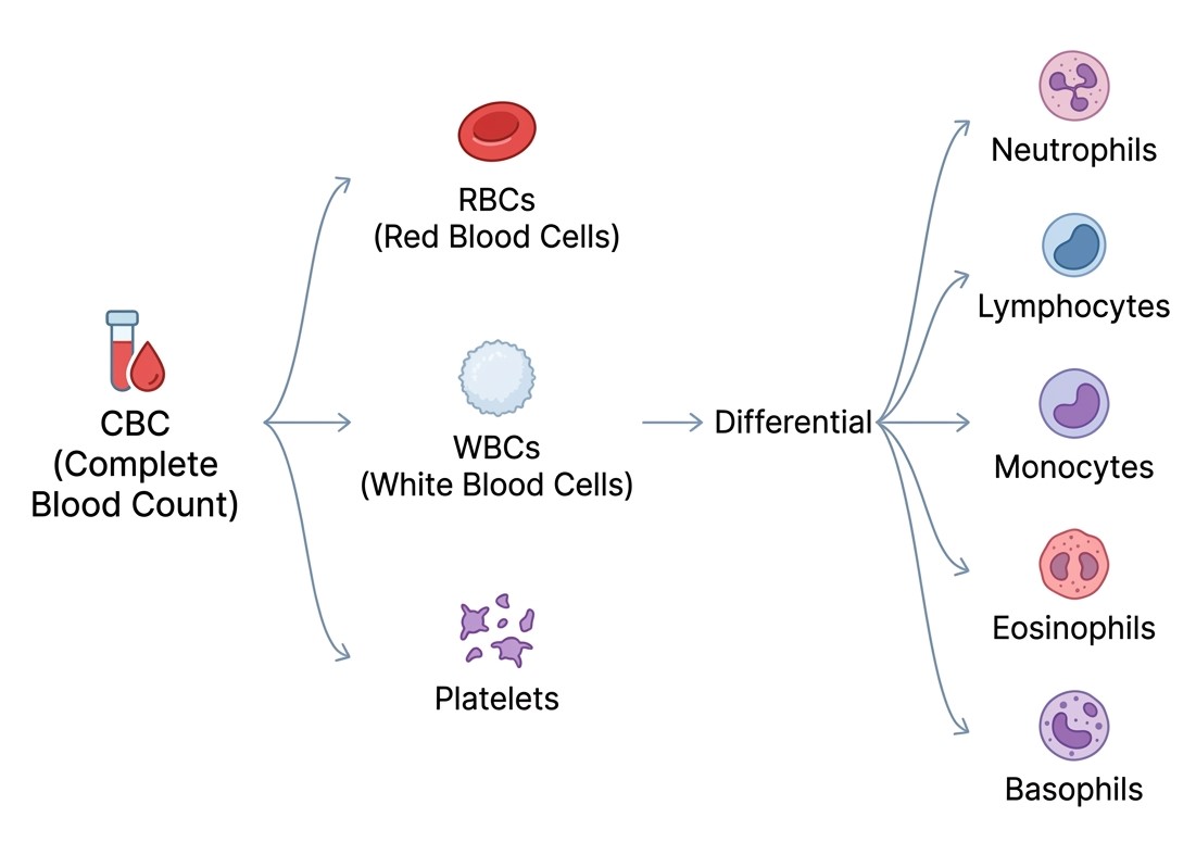 What Is a CBC With Automated Differential
