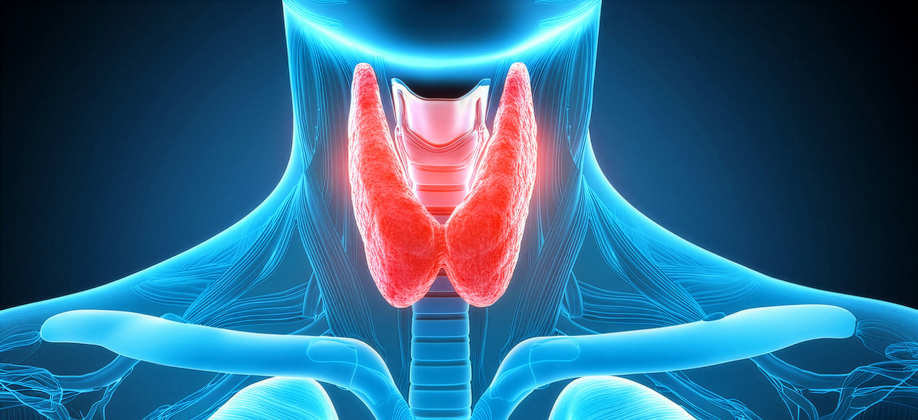 Thyroid Peroxidase Antibodies High: Causes, Meaning & Next Steps